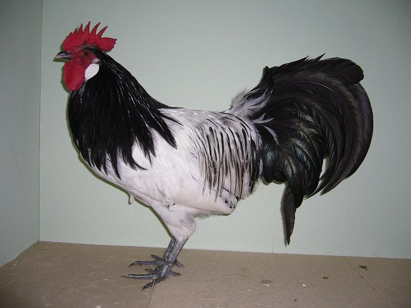 Muenster 2008 713.jpg - Zwerg Lakenfelder von Lutz Windhövel Preis HV 96 KVE